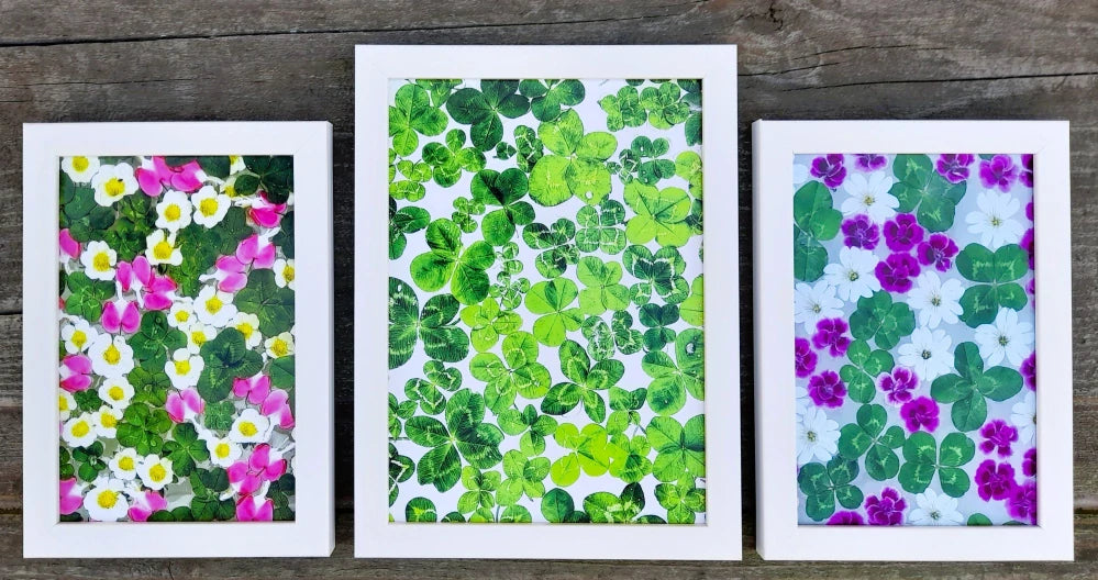 Fotografie plná čtyřlístků 13x18cm v bílém rámečku